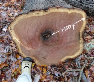 Longevity but at what price?